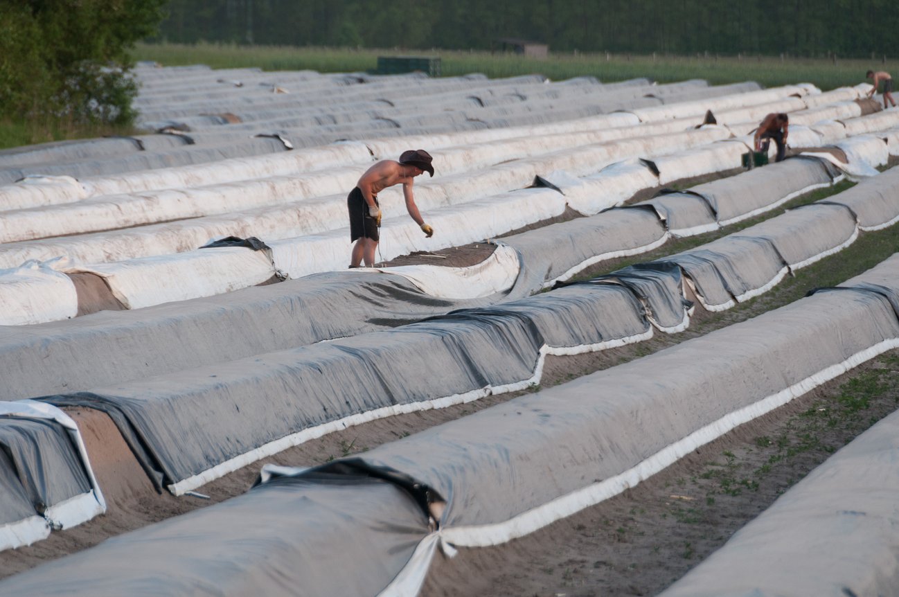 Auch in der saisonalen Landwirtschaft sind viele Menschen von Zwangsarbeit oder ausbeuterischen Verhältnissen betroffen, Foto: Thomas Brauner, CC 2.0 